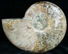 Beautiful Split Ammonite (Half) #6884-2